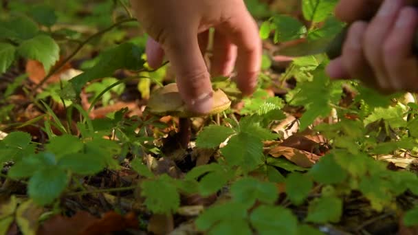 Un uomo taglia con un coltello i funghi . — Video Stock