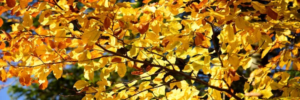 Paisagem de floresta de outono em um dia ensolarado — Fotografia de Stock