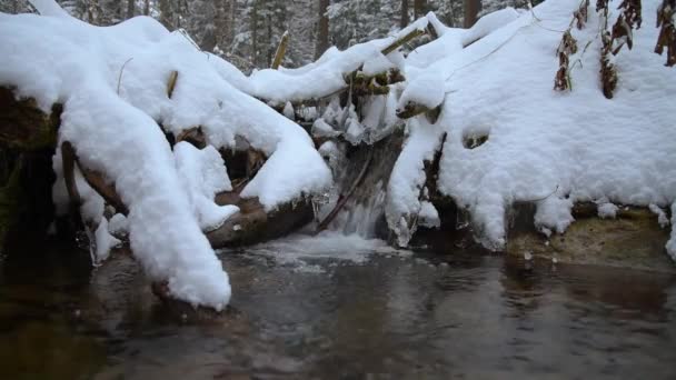 Ruisseau avec neige et glace dans les bois d'hiver — Video