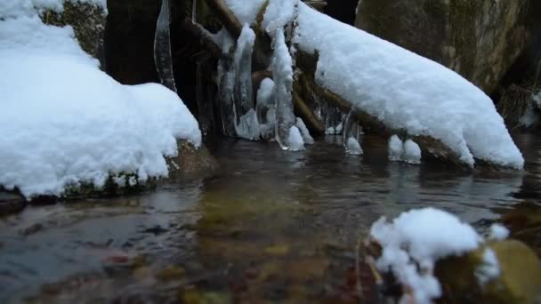 Transmisja z śniegu i lodu w lesie zimą — Wideo stockowe