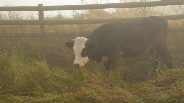 Kráva v mlze na pastvině — Stock video