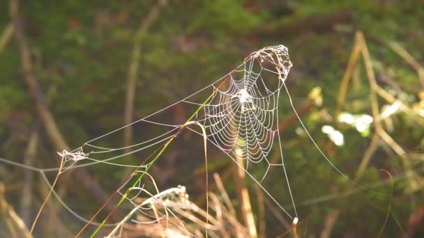 Fagyasztott spider web reggel — Stock videók