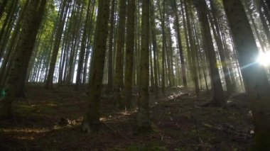 Güneş ışınları orman