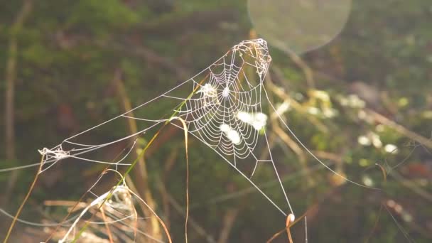 Fryst spider web morgon — Stockvideo
