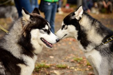 İlginç gözleri açık havada dikey Husky köpek