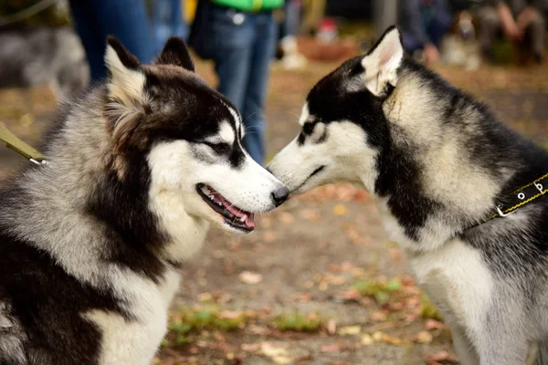 İlginç gözleri açık havada dikey Husky köpek