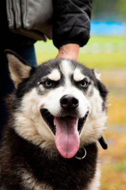 İlginç gözleri açık havada dikey Husky köpek