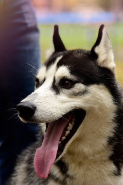İlginç gözleri açık havada dikey Husky köpek