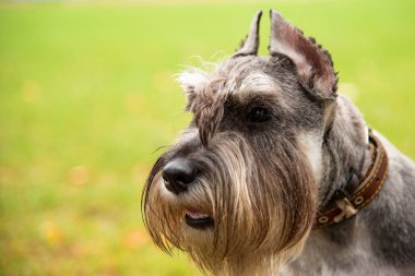 Portre mini Schnauzer ilginç gözleri açık havada
