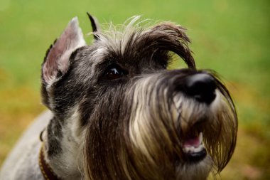 Portre mini Schnauzer ilginç gözleri açık havada