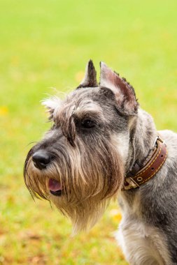 Portre mini Schnauzer ilginç gözleri açık havada