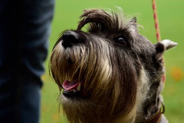 Portre mini Schnauzer ilginç gözleri açık havada