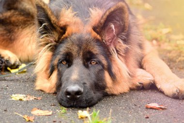 İlginç gözleri açık havada dikey Alman çoban köpeği