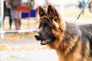 İlginç gözleri açık havada dikey Alman çoban köpeği