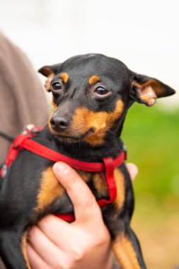 Portre oyuncak korkunç ilginç gözleri açık havada