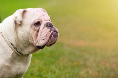 İlginç gözleri açık havada dikey beyaz köpekle