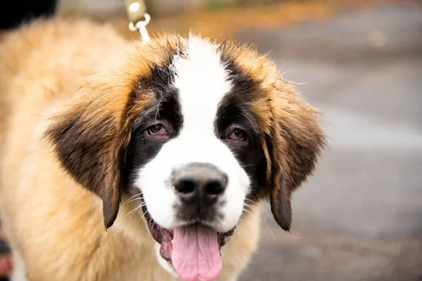 Portrait of a big dog with leash — Stock Photo, Image