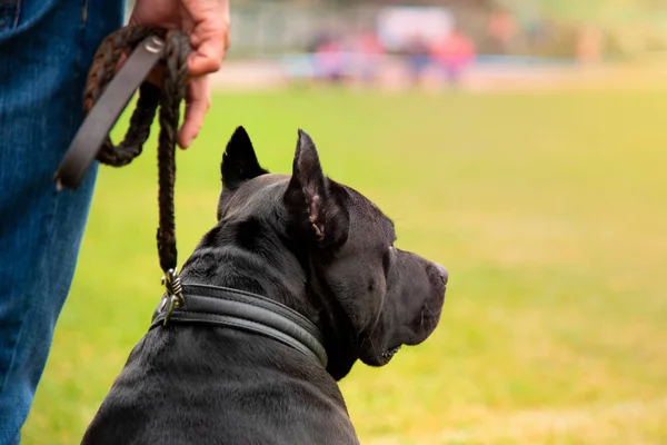 Porträtt av en svart hund med koppel — Stockfoto