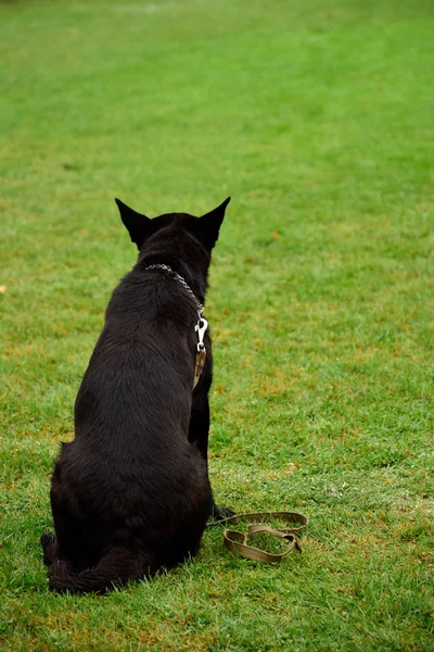 Портрет чорної собаки з повідцем — стокове фото