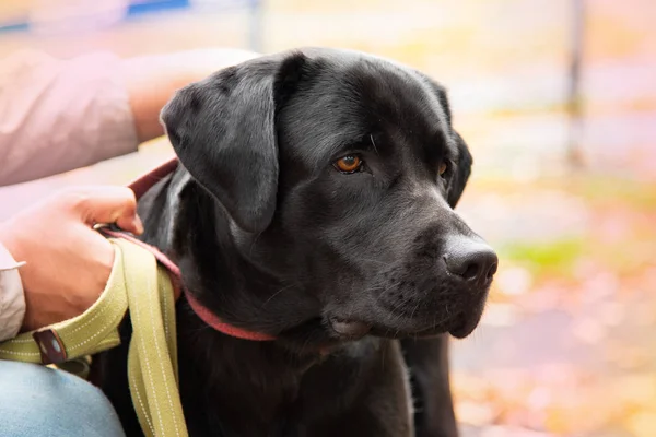 Портрет черной собаки с поводком — стоковое фото
