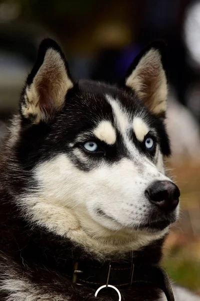 Πορτρέτο μεγαλόσωμος σκύλος με ενδιαφέρον τα μάτια σε εξωτερικούς χώρους — Φωτογραφία Αρχείου