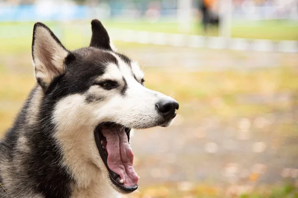 Portrett Hund med interessante øyne utendørs – stockfoto