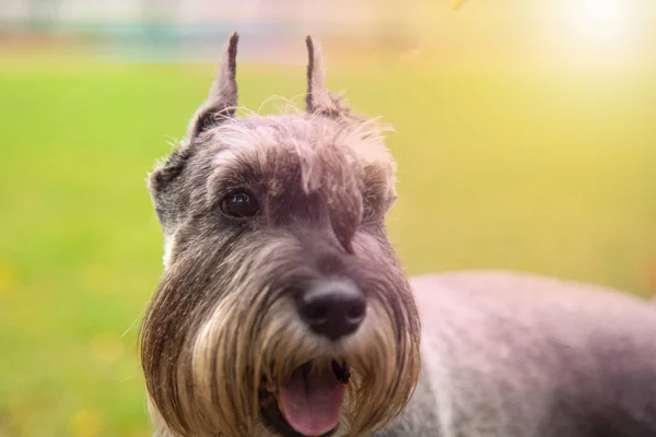 Portrait mini Schnauzer with interesting eyes outdoors — Stock Photo, Image