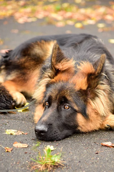 Porträtt tysk fårhund med intressanta ögon utomhus — Stockfoto