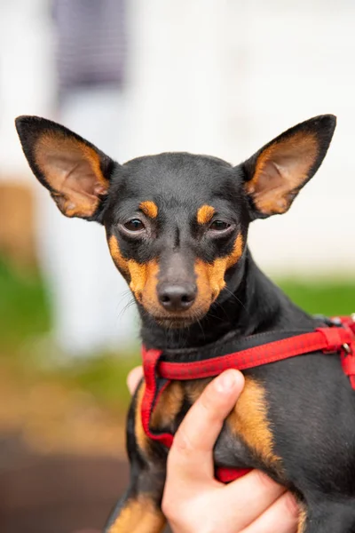 Portrait Toy Terrier con ojos interesantes al aire libre — Foto de Stock