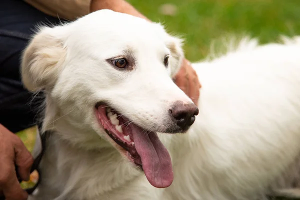 Stående vit hund med intressanta ögon utomhus — Stockfoto