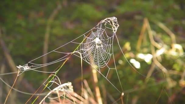Bevroren spider web ochtend — Stockvideo