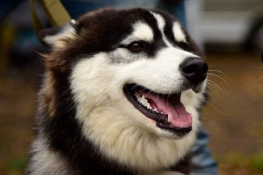 İlginç gözleri açık havada dikey Husky köpek