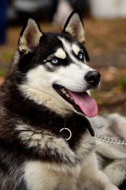 İlginç gözleri açık havada dikey Husky köpek