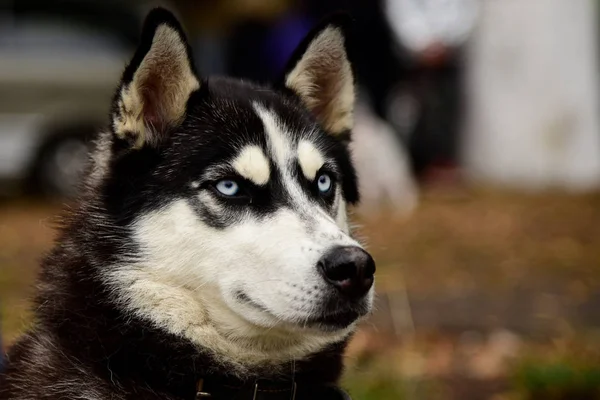 Retrato Cão Husky com olhos interessantes ao ar livre — Fotografia de Stock