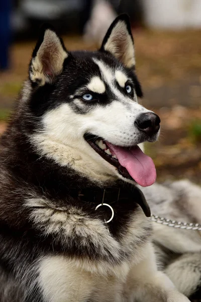 Retrato Cão Husky com olhos interessantes ao ar livre — Fotografia de Stock