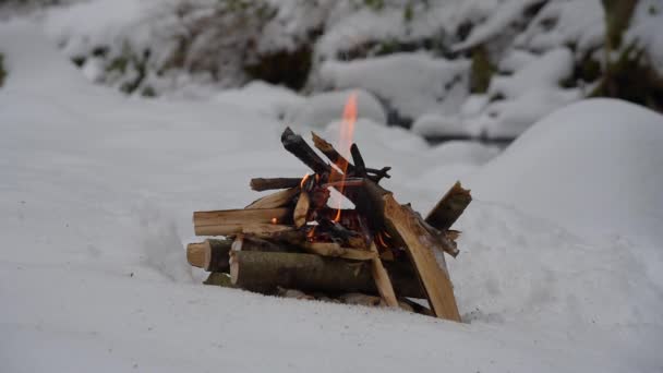 Fuego en la nieve en el bosque — Vídeos de Stock