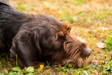 Siyah bir köpek kira kontratı ile portresi