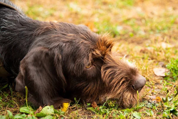 Porträtt av en svart hund med koppel — Stockfoto