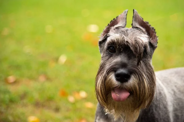 Πορτρέτο mini Schnauzer με ενδιαφέρον τα μάτια σε εξωτερικούς χώρους — Φωτογραφία Αρχείου