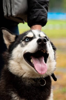 İlginç gözleri açık havada dikey Husky köpek