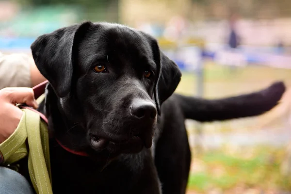 Porträtt av en svart hund med koppel — Stockfoto