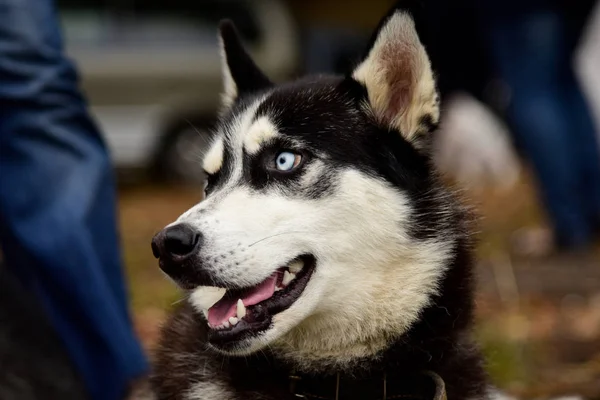 Retrato Cão Husky com olhos interessantes ao ar livre — Fotografia de Stock