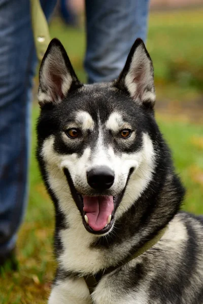 Портрет Хаски собака с интересными глазами на открытом воздухе — стоковое фото