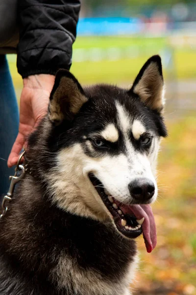 Retrato Cão Husky com olhos interessantes ao ar livre — Fotografia de Stock