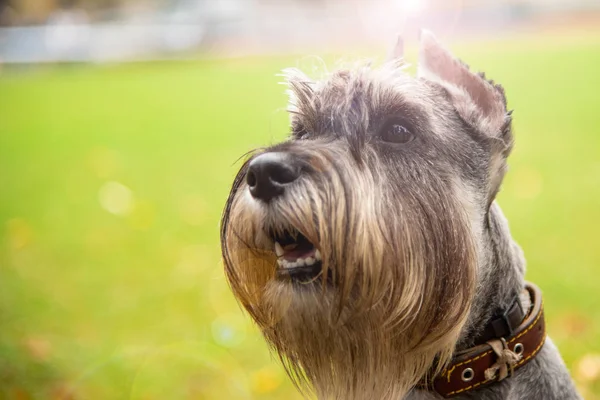 Retrato mini Schnauzer com olhos interessantes ao ar livre — Fotografia de Stock