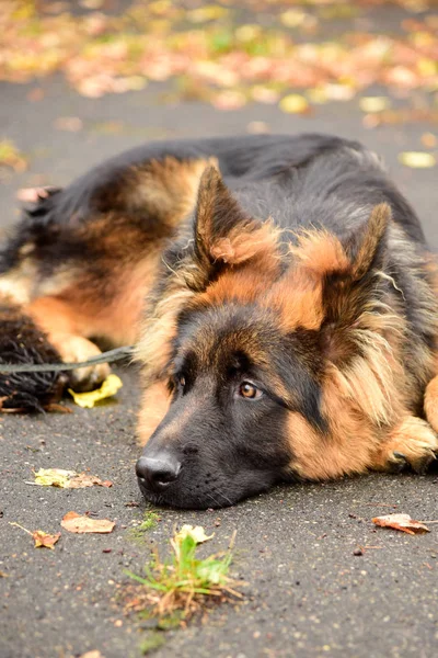 İlginç gözleri açık havada dikey Alman çoban köpeği — Stok fotoğraf