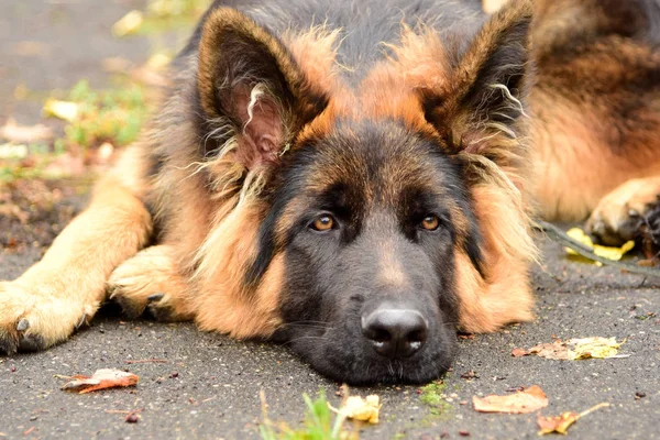 Gerçek Bir Bağlılık Çoban Köpeği Bekliyor Onu Sahip Için Acı — Stok fotoğraf