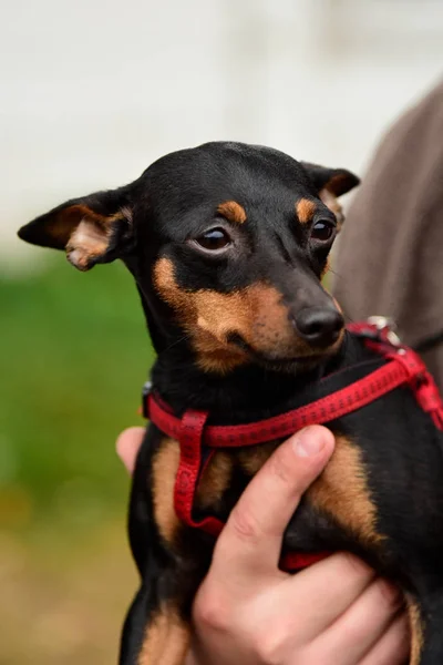 Portrait Toy Terrier with interesting eyes outdoors — Stock Photo, Image