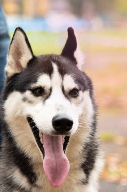 İlginç gözleri açık havada dikey Husky köpek