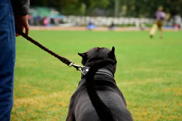 Porträtt av en svart hund med koppel — Stockfoto